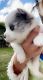 Pomsky Puppies for sale in Miramar, FL, USA. price: $800