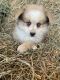 Pomsky Puppies for sale in Finlayson, MN 55735, USA. price: $2,000