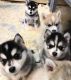 Pomsky Puppies for sale in California City, CA, USA. price: NA