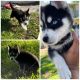 Pomsky Puppies for sale in Melbourne, FL, USA. price: $1,500