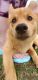 Pomsky Puppies for sale in Temperance, MI 48182, USA. price: NA