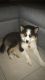 Pomsky Puppies for sale in Hialeah, FL, USA. price: $5,000