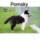 Pomsky Puppies