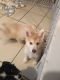 Pomsky Puppies for sale in San Mateo, CA, USA. price: NA