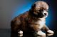 Pomsky Puppies for sale in Atlanta, GA, USA. price: NA