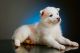 Pomsky Puppies for sale in Atlanta, GA, USA. price: $2,500