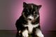 Pomsky Puppies for sale in Atlanta, GA, USA. price: $2,500