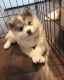 Pomsky Puppies for sale in New York, NY, USA. price: $1,200