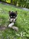Pomsky Puppies for sale in Suffern, NY 10901, USA. price: NA