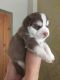 Pomsky Puppies for sale in Salt Lake City, UT 84108, USA. price: $565