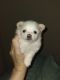 Pomsky Puppies for sale in Fitchburg, WI, USA. price: $6,084,230,000