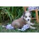 Pomsky Puppies for sale in Farwell, MI 48622, USA. price: $650