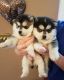 Pomsky Puppies for sale in Miami, FL, USA. price: $1,900