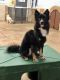 Pomsky Puppies for sale in Hialeah, FL, USA. price: $1,800