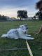 Pomsky Puppies for sale in Palm Bay, FL, USA. price: $3,000