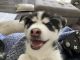 Pomsky Puppies for sale in Peoria, AZ, USA. price: $3,000
