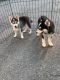 Pomsky Puppies for sale in Maplewood, NJ, USA. price: NA