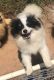 Pont-Audemer Spaniel Puppies for sale in Dawsonville, GA 30534, USA. price: NA
