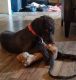 Poodle Puppies for sale in Stella, MO 64867, USA. price: NA