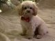 Poodle Puppies for sale in Andover, KS, USA. price: NA