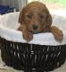 Poodle Puppies for sale in South Plainfield, NJ 07080, USA. price: NA