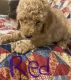 Poodle Puppies for sale in Flat Fork, KY 41465, USA. price: NA