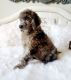 Poodle Puppies for sale in Cache, OK 73527, USA. price: $1,900