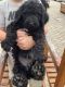Poodle Puppies for sale in Foley, AL, USA. price: NA