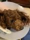 Poodle Puppies for sale in Viola, IL 61486, USA. price: $1,500