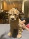 Poodle Puppies for sale in Sacramento, CA, USA. price: NA
