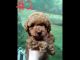 Poodle Puppies for sale in Niota, TN, USA. price: $1,000