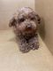 Poodle Puppies for sale in Sacramento, CA, USA. price: $1,500