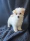 Poodle Puppies for sale in Buckeye, AZ 85326, USA. price: NA