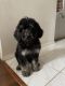 Poodle Puppies for sale in Tigard, OR 97223, USA. price: NA