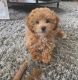 Poodle Puppies for sale in Borger, TX 79007, USA. price: NA