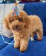 Poodle Puppies for sale in Chicago, IL, USA. price: $650
