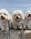 Poodle Puppies for sale in Hialeah, FL 33010, USA. price: NA