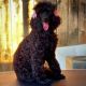 Poodle Puppies for sale in Modesto, CA, USA. price: $3,500