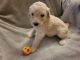 Poodle Puppies for sale in Buckley, WA, USA. price: NA