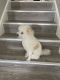 Poodle Puppies for sale in 4951 190th St, Country Club Hills, IL 60478, USA. price: NA