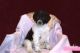Poodle Puppies for sale in McKinney, TX, USA. price: NA