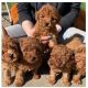 Poodle Puppies for sale in 60 Yishun Ave 4, Safra, Singapore 769027. price: NA