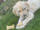 Poodle Puppies for sale in Seattle, WA, USA. price: NA