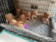 Poodle Puppies for sale in California City, CA, USA. price: $900
