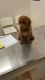 Poodle Puppies for sale in Brooklyn, NY, USA. price: $3,000