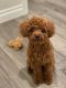 Poodle Puppies for sale in Northridge, Los Angeles, CA, USA. price: $3,000