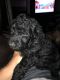Poodle Puppies for sale in 386 Rockwell Rd, Humnoke, AR 72072, USA. price: NA