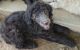 Poodle Puppies for sale in Dover, TN 37058, USA. price: NA