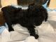 Poodle Puppies for sale in Tucker, GA 30084, USA. price: NA