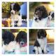 Poodle Puppies for sale in Olympia, WA, USA. price: $900